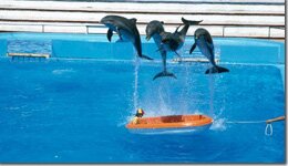 Marineland Майорка - Коста ден Бланес Marineland Майорка - Коста ден Бланес
